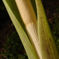 Alocasia macrorrhizos (L.) G.Don
